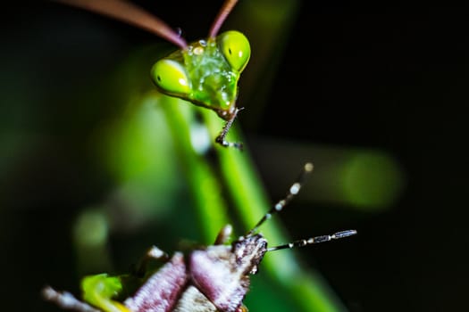 Praying mantis closeup eating its prey in the wild