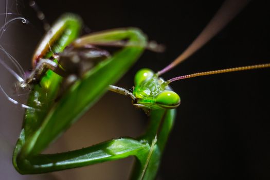 Praying mantis closeup eating its prey in the wild