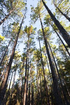 Forest plantation of thin tall trees with a low angle perspective looking up into the distant leafy green canopies against a blue summer sky