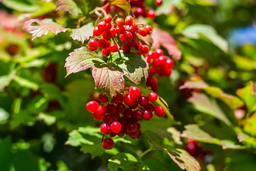 red berries on a green background on the branch in the garden summer