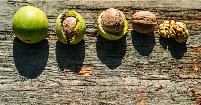 walnuts the development of the natural environment summer color