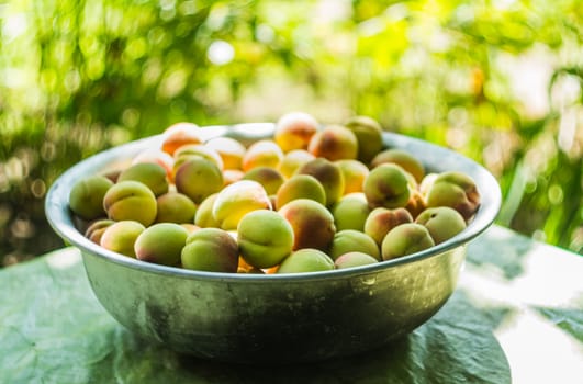 apricots in the basin summer South color lot of fruit