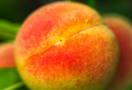 apricots in the basin summer South the colors of many fruits close-up photo