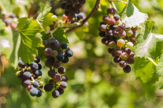 bunches of black grapes in the summer sun, the grapes for wine