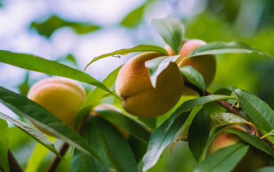 apricots in the basin summer South the colors of many fruits close-up photo