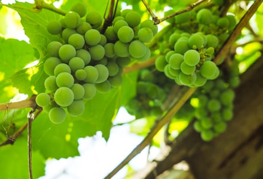 bunches of green grapes in the summer sun, the grapes for wine