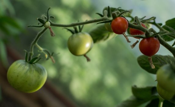 red and green tomatoes on branches, garden organic products