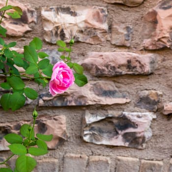 Abstract Stone Wall with beautiful rose Background Image. Great for background use.
