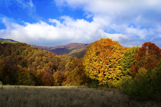 View of autumn forest. The sun shines on a large orange tree. Blue sky. Ukrainian Carpathian Mountains