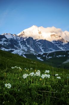 Wild flowers with the background of the snowy mountain top. Evening sunlight. Blue sky. Mountain on the background is blurred. Summer in Georgia. Vertical orientation photo.