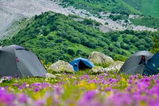 Tent camp on a lawn between large stones and purple yellow field flowers. Summer in Georgia.
