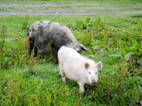 Large hairy georgian mountain pigs graze on the lawn.