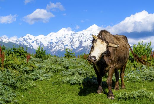 Wild high bull against a background of snow-capped mountains and green grass. Summer in Svaneti, Georgia.