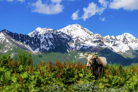 Wild cow against the background of the mountains. The shadow of the clouds falls on snow-capped mountains. Summer in Svaneti, Georgia.
