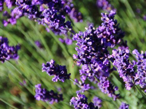 Lavender Flower Field Closeup with Flying Wasp in Perspective