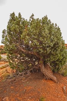 Utah Juniper photographed near Upheaval Dome, Canyonlands National Park. Utah.