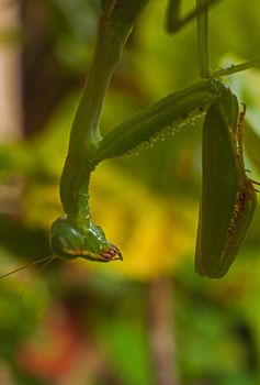 Macro image of a green Praying Mantis