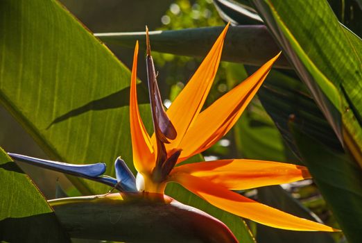 The majestic flower of the Strelizia reginae