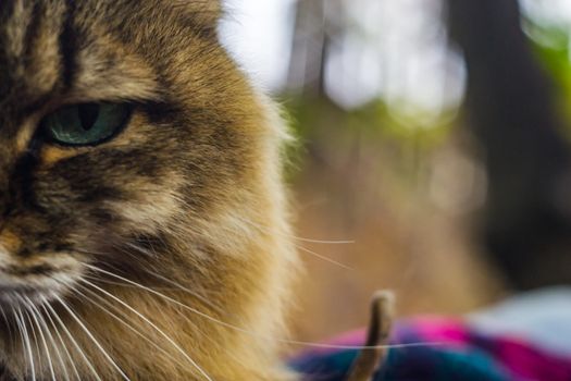 the cat looks into his eyes, a cat with beautiful eyes serious