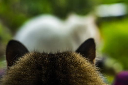 two cats white and color facing the same way the background is blurred