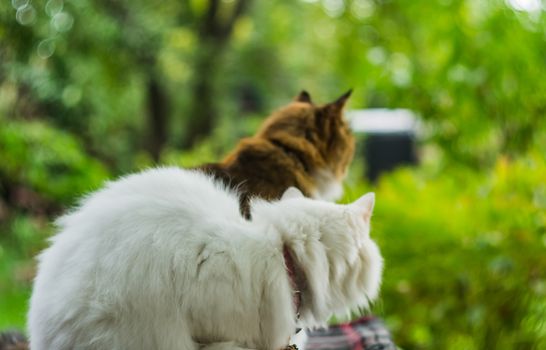 two cats white and color facing the same way the background is blurred