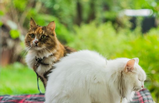 two cats white and color facing the same way the background is blurred