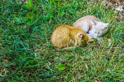 two sleeping kittens kitten sleep in the grass on the street