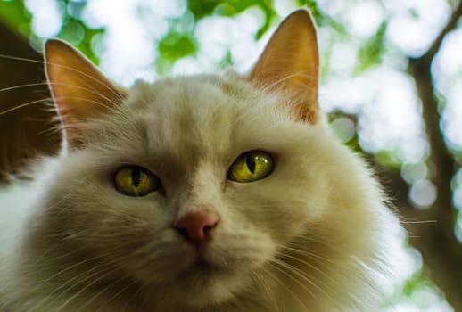 white cat with yellow eyes looking at the camera
