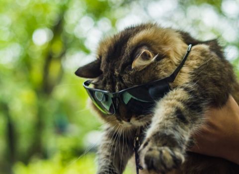 cat in sunglasses I think the most likely reading hip-hop