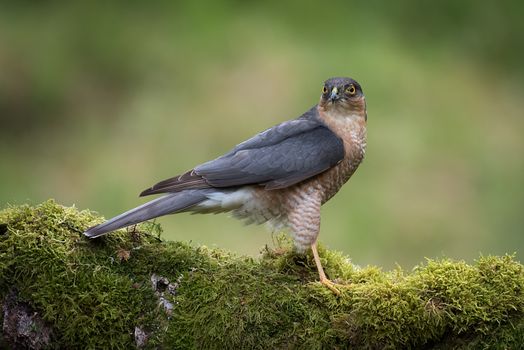 A male sparrowhawk stands alert toking behind and perched on an old moss covered tree branch. full length side view