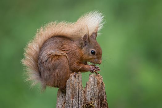 Close up and typical pose of a red squirrel sitting on top of a post eating a hazelnut and displaying its bushy tail