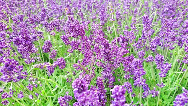 Close up of beautiful lavender field in vivid colors.