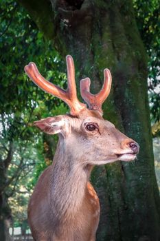 Male Sika deer in Nara Park forest, Japan
