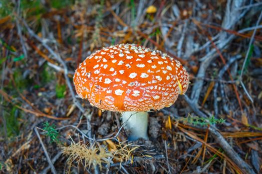 Amanita muscaria. fly agaric toadstool mushroom. Close-up view