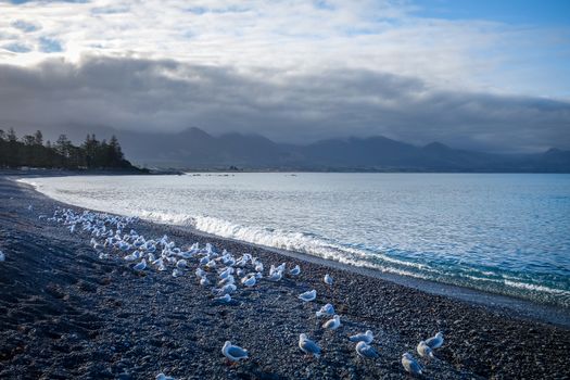 Seagulls on Kaikoura coast and beach, New Zealand