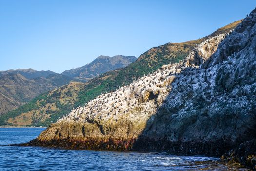 Cormorants on a cliff in Kaikoura Bay, New Zealand