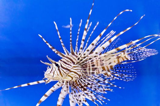 One large pterois volitans fish with spikes and stripes in blue salt water