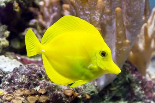 One vivid yellow zebrasoma fish swimming near the reef