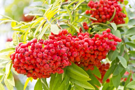 Red ripe rowanberry branch in sunny light
