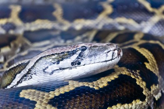 Photo of reticulated python head close up