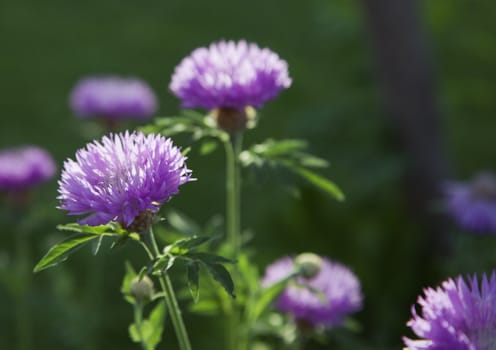 Purple flowers in a meadow on a sunny day