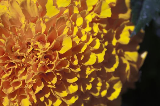 Macro shot of marigold flower, Tagetes erecta, view from above