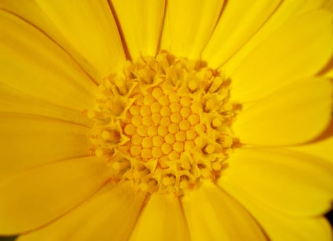 Macro shot of a yellow flower, view from above
