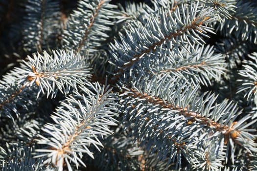 Close-up of green conifer branches in summer