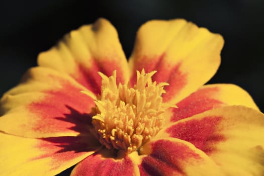 Macro shot of marigold flower, Tagetes erecta, view from above
