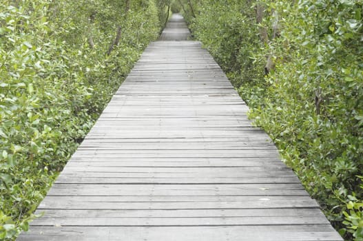 The walkway is made of plank. For a walk to see the mangrove forest, Attractions in Thailand.