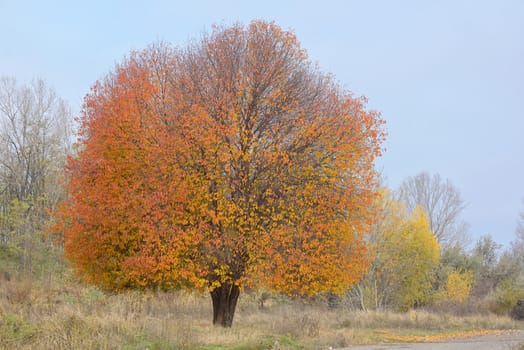 Lonely autumn cherry tree