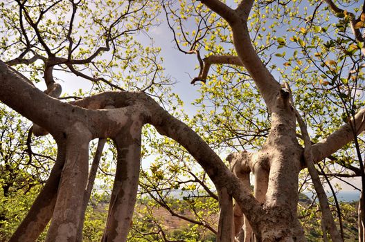 The roots of strange trees shape on Si Chang Island, Chonburi, Thailand.