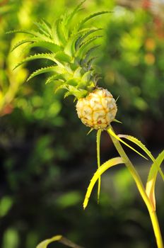 Pineapple color is blossoming in the garden of Thailand.