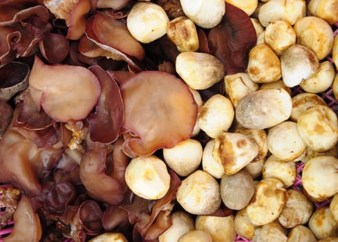 Mushrooms, straw mushrooms were sold in Thailand market.